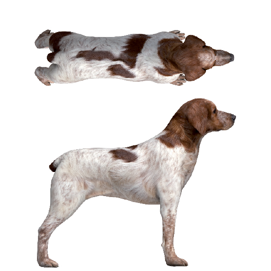BCS Score 5 (Medium Dog)